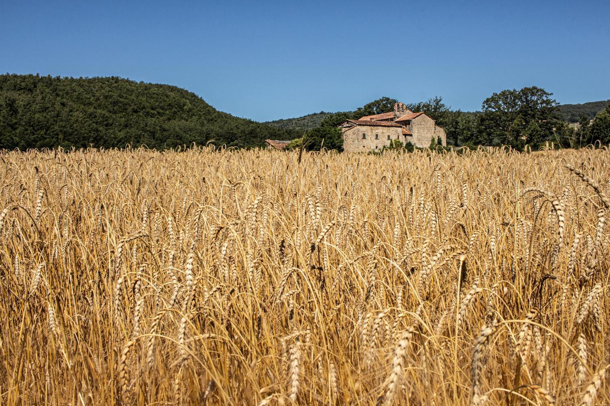 Agriturismo Terra Di Michelangelo Caprese Michelangelo Buitenkant foto